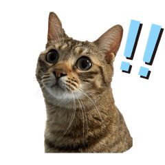 Jaian0625_20260416185937