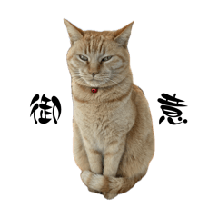 maiko_20260416193327