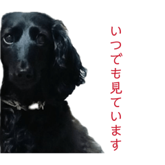 and Pino_20260416212237