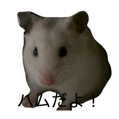 Hamusterdaisuki_20260416223211