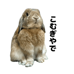 Nzrkosk_20260416231244