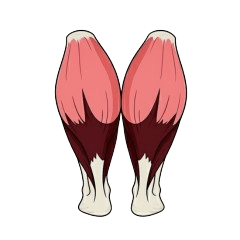 Surreal Soleus Muscle Vo2