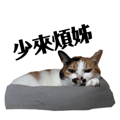 一隻三花貓一隻虎斑貓