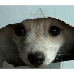 wokara_20260416180642