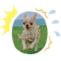 我是巧巧也是阿寶²