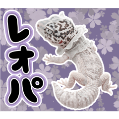 The Surreal Daily Life of a Leo