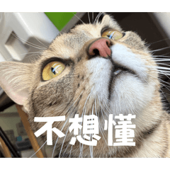 我在跟你說話_饅頭