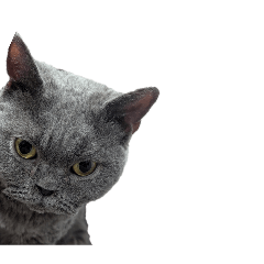 shimuchi_20260417012510