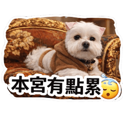 馬爾濟斯 可愛的一天❤️