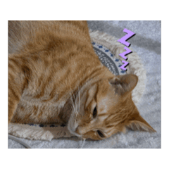 The cutest Lucifer in the world !!