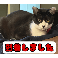 ohagiii_20260417003217