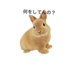 sousukenekochan_20260416215828