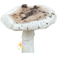 Mushrooms I found on my walk