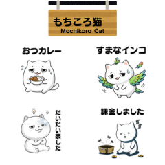 Mochikoro Cat - Cool