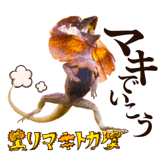 Rare Animal: Australia