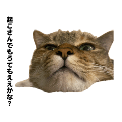 nyamnyam_20260416181958