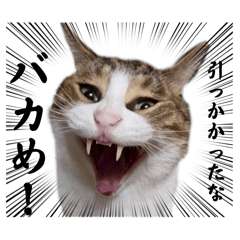 Hotateo_20260413214757