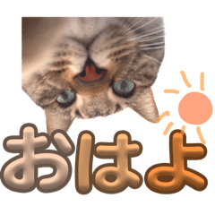 sakuranbo1115_20260416203014