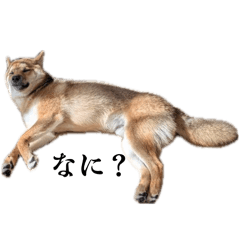 bonta_20260416234111