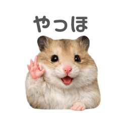 everyday hamster's