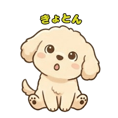 Fluffy Poodle's Sweet Expressions