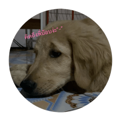 dek ying ai run_20260416233102