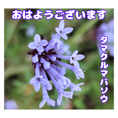 Early greeting with a spring flower