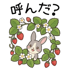 Grey Rabbit's Fruity Daily Adventures JP