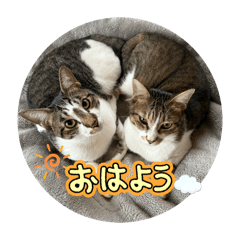 Sakata's cat_20260417195459