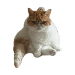 咪寶一切盡在不言中