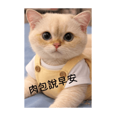 肉包寶寶日常用語