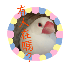 帥阿白文鳥就是我