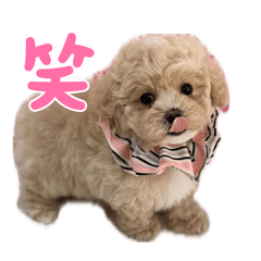 TENQp_20260417212959