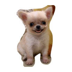 Money Richie the Chihuahua