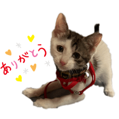 Marimo-3612_20260417220803