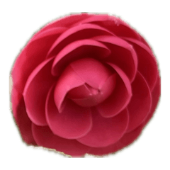 Tomato_20260417220057