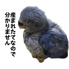 Bonjiri_20260417221422