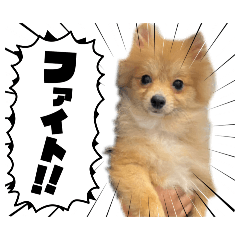 ayamaruv_20260417201649