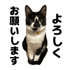 Kaito_20260417200422