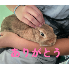 Daiya_20260417225434