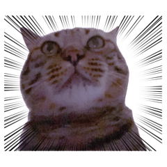 陳氏一家喵-蛋餃大哥哥