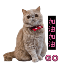 萌萌廢貓日記：就要耍廢