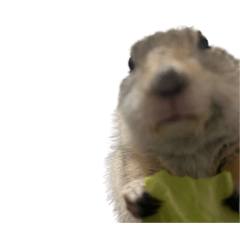 Richardson's ground squirrel mugicha