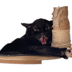 Charcoal and The Gang #1