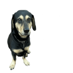 Genius dog