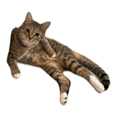 tsuki_20260418022244