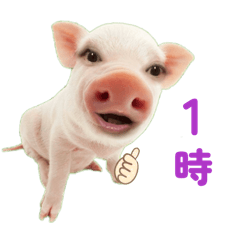 Pig_20260414153416