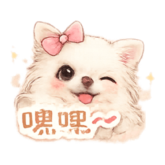 吉美日常｜一隻像吉娃娃的博美