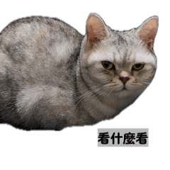 阿球的生活日常（試做版）