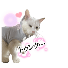 ojineko_20260417224008
